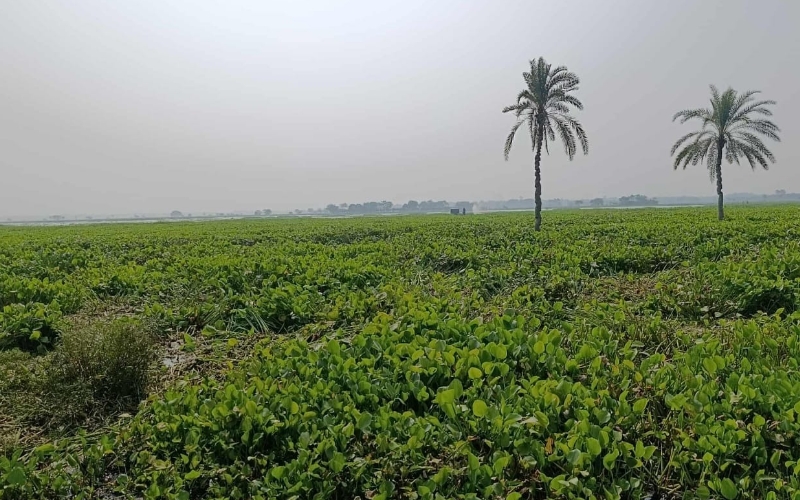 শার্শার ঠেঙামারী বিলে কচুরিপানায় ভরাট মাঠ, বোরো চাষ নিয়ে দুশ্চিন্তায় কৃষকরা